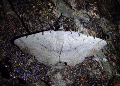 8769 - Spiloloma lunilinea; Moon-lined Moth