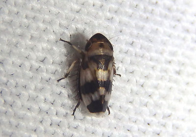 Anoscopus serratulae; Leafhopper species; male; exotic