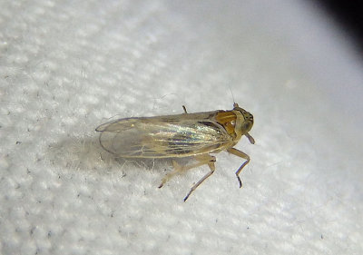 Toya propinqua; Delphacid Planthopper species