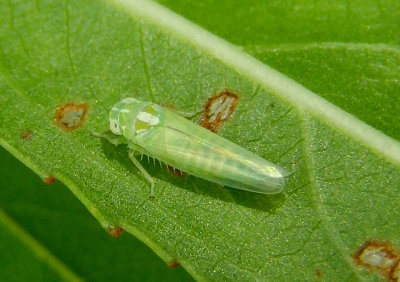 Empoasca Leafhopper species