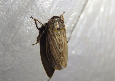 Athysanus Leafhopper species