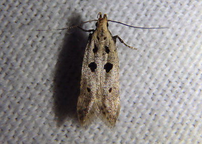 1928 - Deltophora sella; Twirler Moth species
