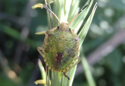 Euschistus servus; Brown Stink Bug nymph