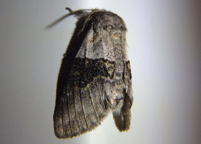 7931 - Gluphisia septentrionis; Common Gluphisia