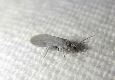 Coniopterygidae Dustywing species