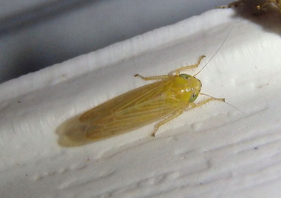 Cicadula straminea; Leafhopper species