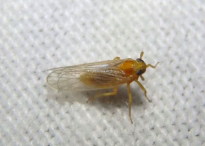 Muirodelphax arvensis; Delphacid Planthopper species; female