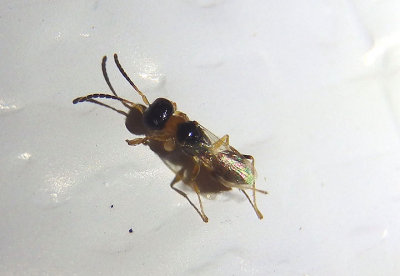 Anteoninae Pincer Wasp species; female