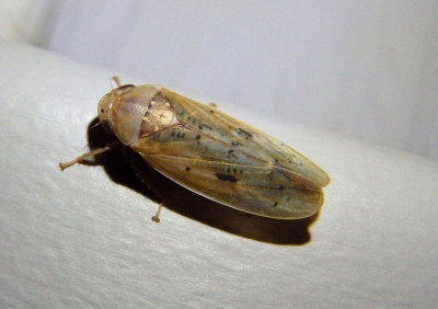 Ponana rubida; Leafhopper species