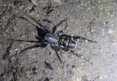 Castianeira longipalpa; Antmimic Spider species