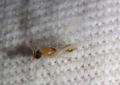 Temnothorax Acorn Ant species; male