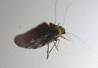 Loensia moesta; Barklouse species