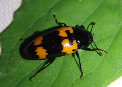 Megalodacne heros; Pleasing Fungus Beetle species