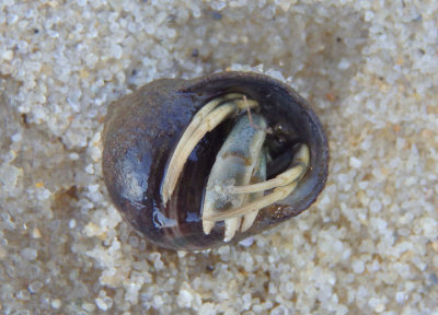 Long-clawed Hermit Crab in Common Periwinkle Shell
