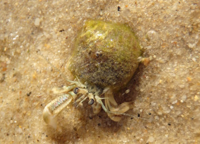 Long-clawed Hermit Crab in Common Periwinkle Shell 