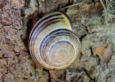 Cepaea nemoralis; Grove Snail; exotic