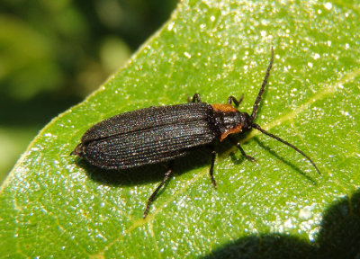 Plateros Net-winged Beetle species
