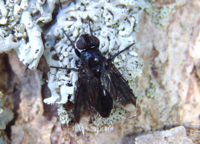 Melanophora roralis; Woodlouse Fly species; female