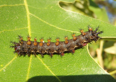 Polygonia interrogationis; Question Mark caterpillar
