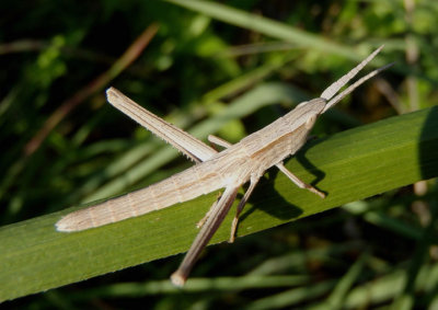Pseudopomala brachyptera; Short-winged Toothpick Grasshopper nymph