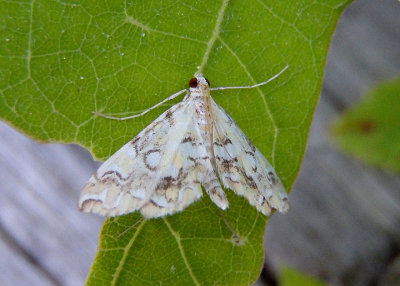 4748 - Elophila icciusalis; Pondside Pyralid