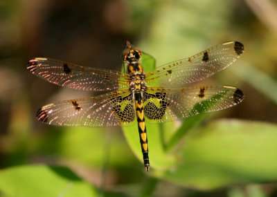 Celithemis elisa; Calico Pennant; female