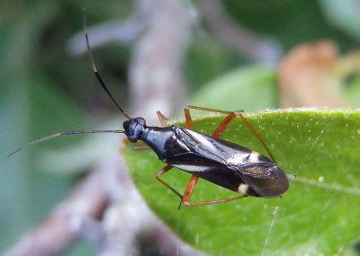 Orectoderus obliquus; Plant Bug species