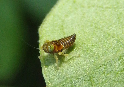 Coelidia olitoria; Leafhopper species nymph