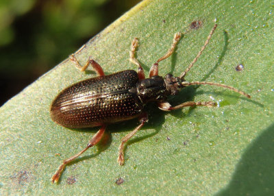 Plateumaris Aquatic Leaf Beetle species