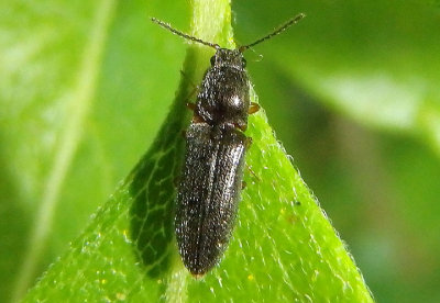 Limonius basilaris; Click Beetle species