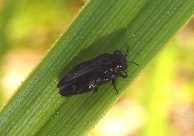Taphrocerus Metallic Wood-boring Beetle species