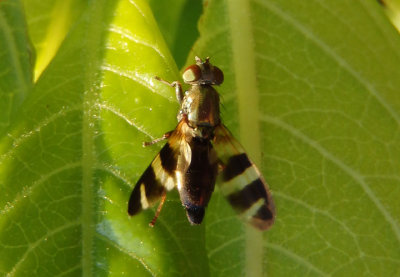 Chaetopsis massyla; Picture-winged Fly species