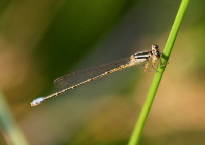 Ischnura verticalis; Eastern Forktail; young male