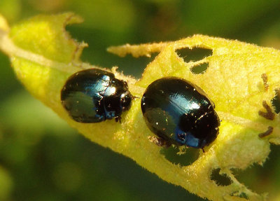 Plagiodera versicolora; Willow Leaf Beetle; exotic