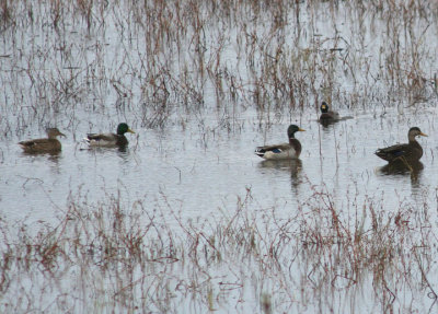 American Black Duck X Mallard Hybrid (far right)