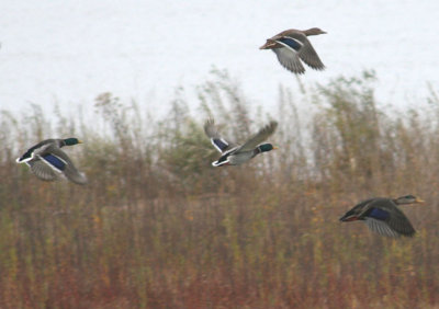 American Black Duck X Mallard Hybrid (lower right)