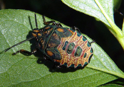 Asopinae Predatory Stink Bug species nymph