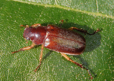 Dichelonyx elongatula; June Beetle species