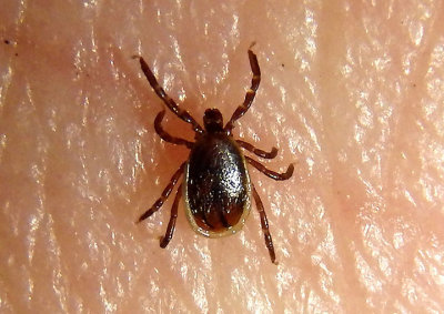 Ixodes scapularis; Blacklegged Tick; male