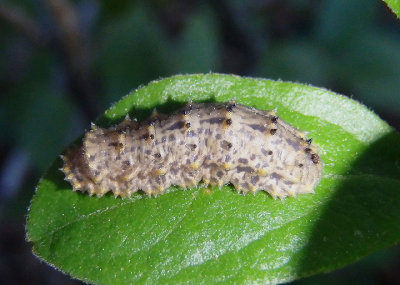 Syrphini Syrphid Fly species larva