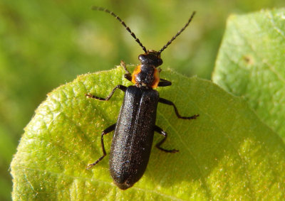 Podabrus frater; Soldier Beetle species