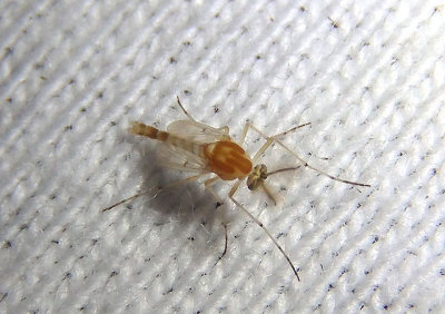 Procladius bellus; Midge species; male