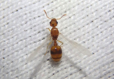 Temnothorax Acorn Ant species