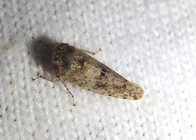 Paraphlepsius Leafhopper species