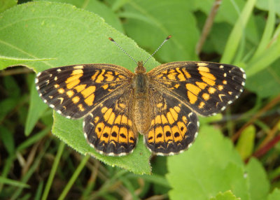 Chlosyne gorgone; Gorgone Checkerspot