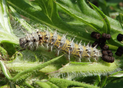 Vanessa cardui; Painted Lady caterpillar