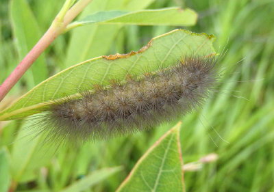8231 - Cycnia oregonensis; Oregon Cycnia caterpillar