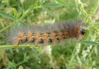 8131 - Estigmene acrea; Salt Marsh Moth caterpillar