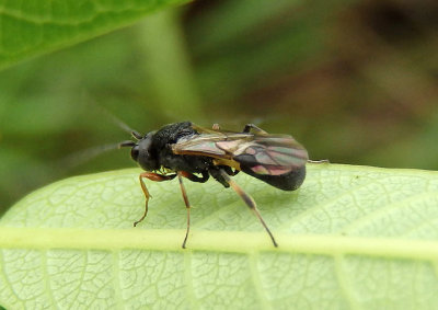 Chelonus Braconid Wasp species