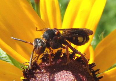 Nomada erigeronis; Cuckoo Bee species; female